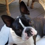 DallonBoy