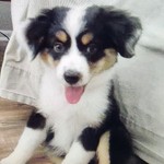 Babypluto