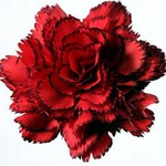 Dorojaja