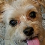 qtbooboo