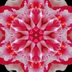 Duvetdreamer