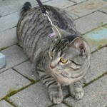Connymaus