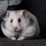 Kleineprinses